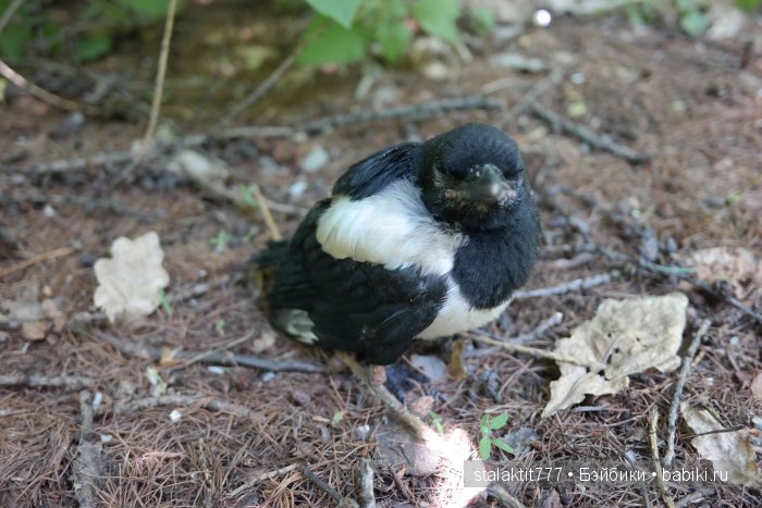 Как Логан птенца сороки встретила