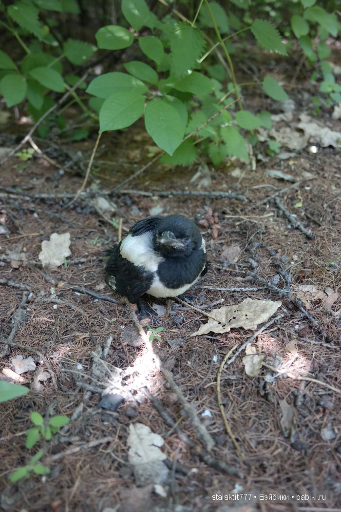 Как Логан птенца сороки встретила