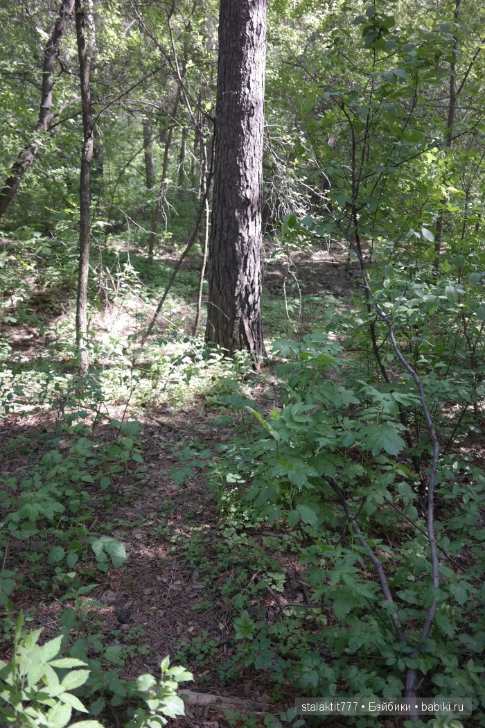 Как Логан птенца сороки встретила