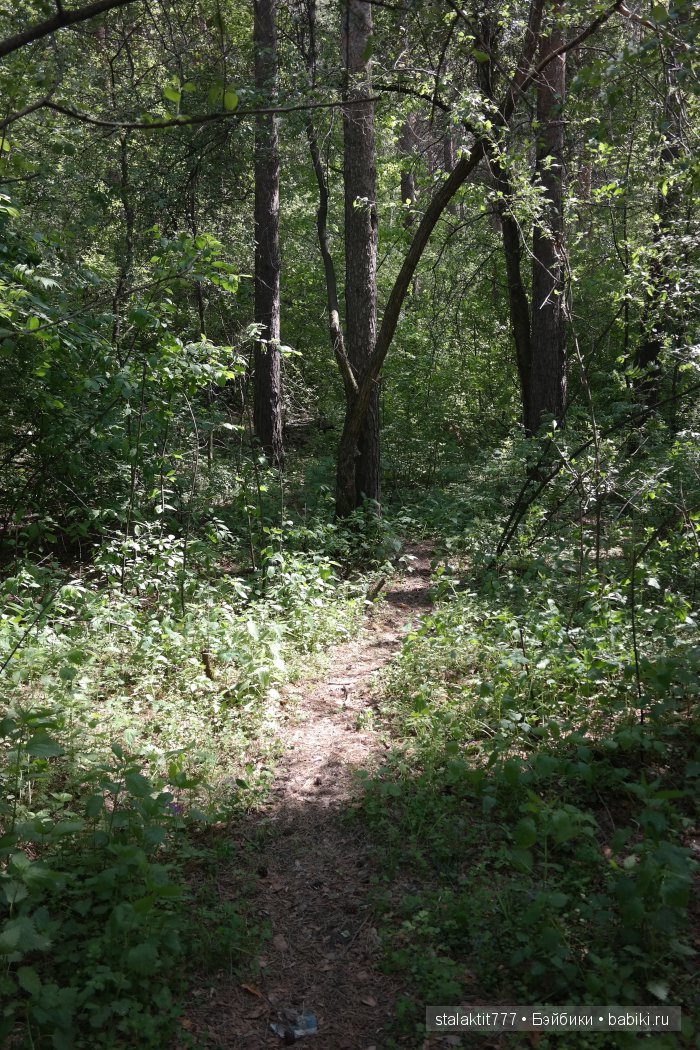 Как Логан птенца сороки встретила (фото 2)