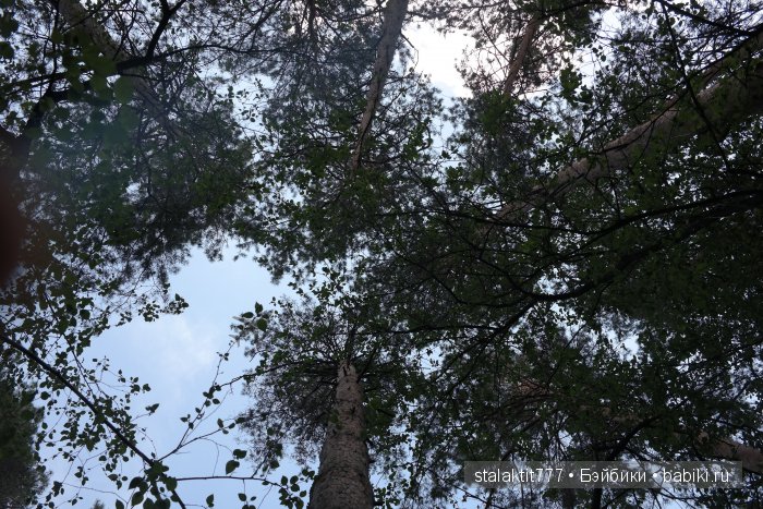 Как Логан птенца сороки встретила (фото 3)