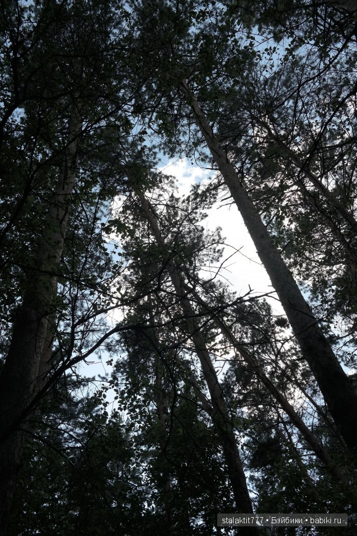 Как Логан птенца сороки встретила (фото 4)