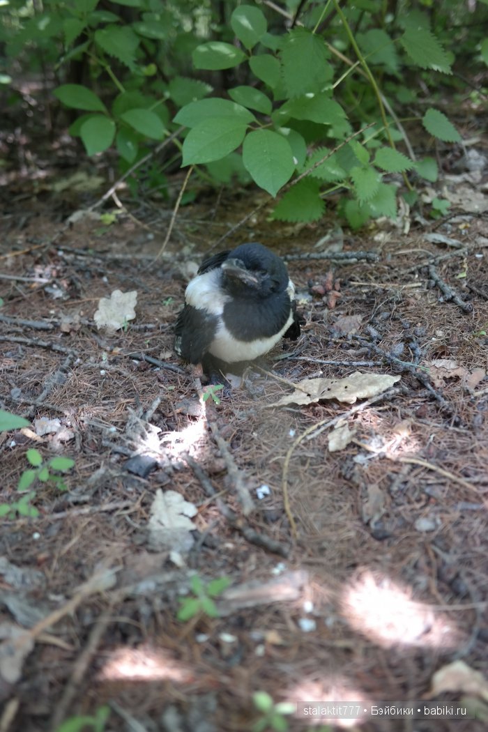 Как Логан птенца сороки встретила (фото 10)