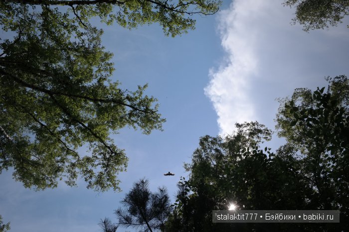 Как Логан птенца сороки встретила