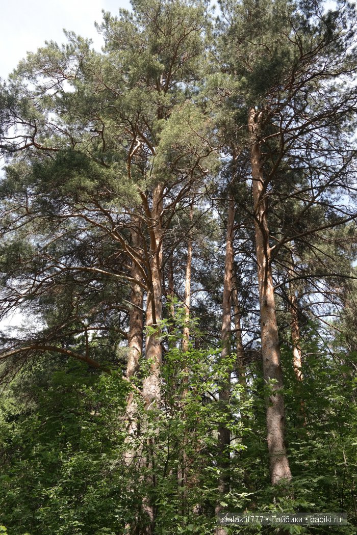 Как Логан птенца сороки встретила