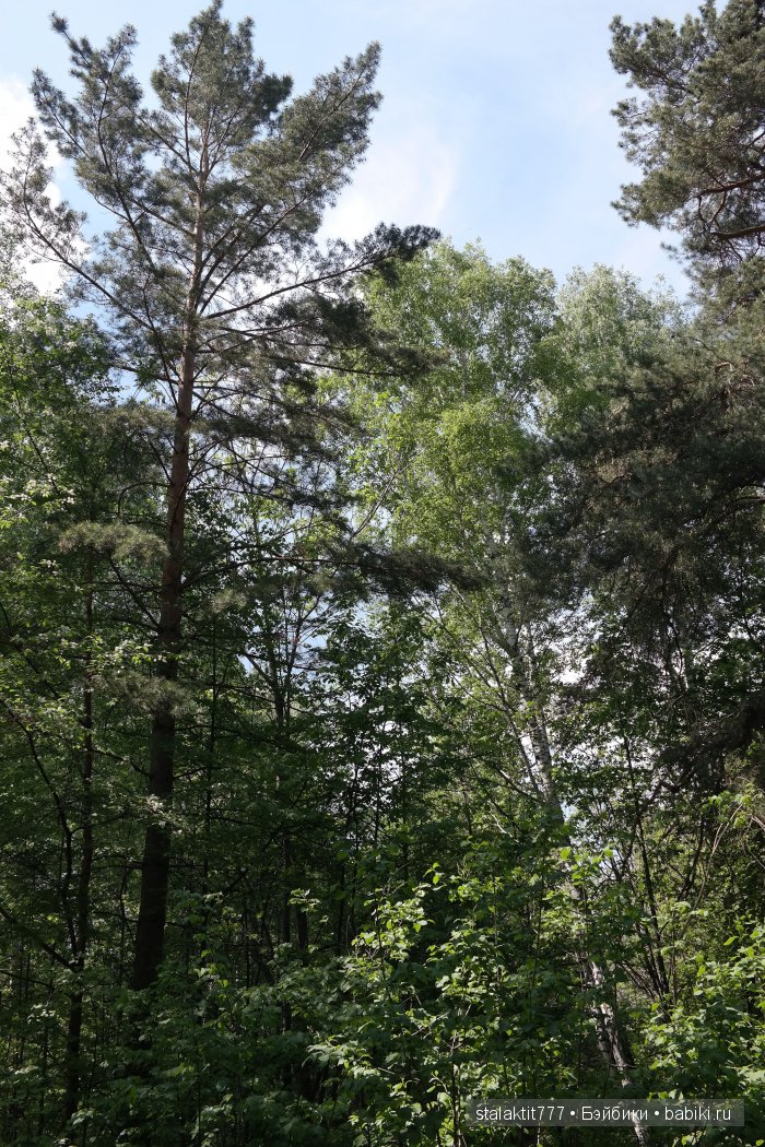 Как Логан птенца сороки встретила