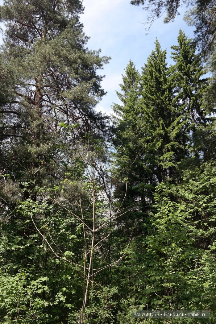 Как Логан птенца сороки встретила