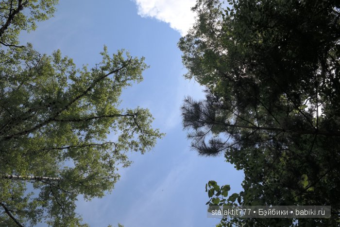 Как Логан птенца сороки встретила