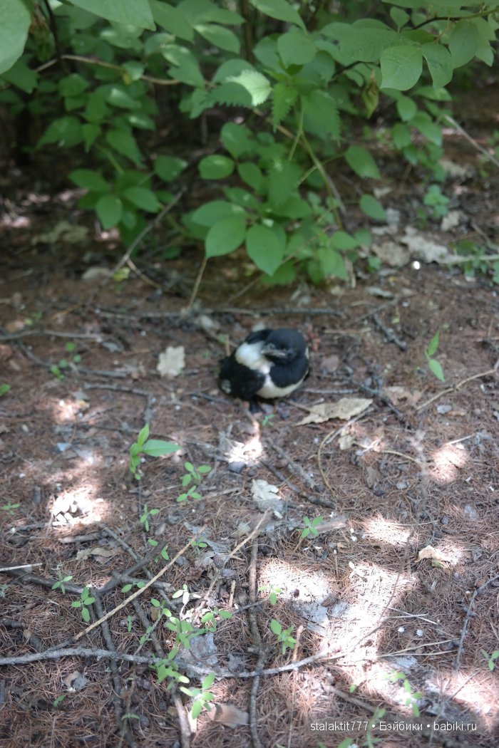 Как Логан птенца сороки встретила (фото 8)