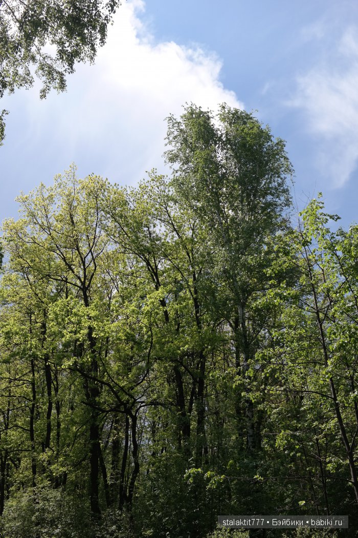 Как Логан птенца сороки встретила