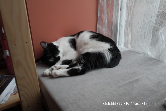 Котокафе "Murchim" — Интересное и необычное: фотоподборки