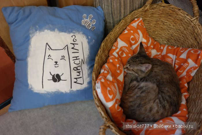 Котокафе "Murchim" — Интересное и необычное: фотоподборки