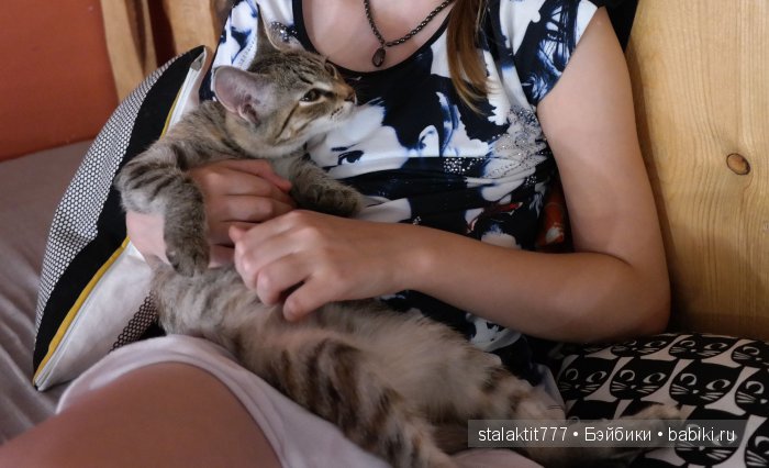 Котокафе "Murchim" — Интересное и необычное: фотоподборки