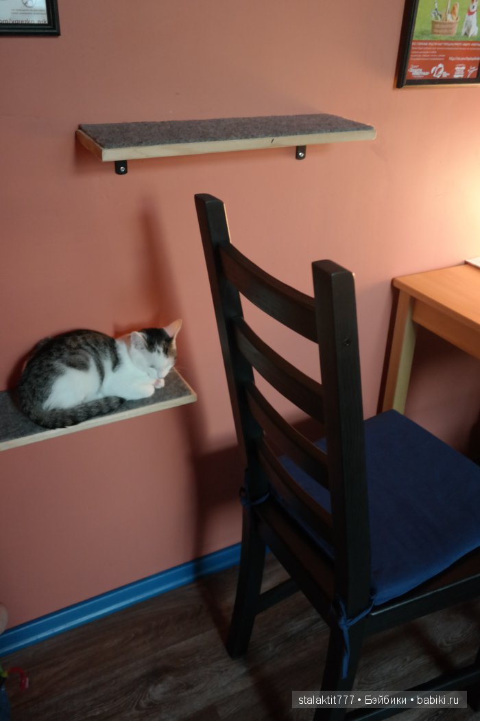 Котокафе "Murchim" — Интересное и необычное: фотоподборки