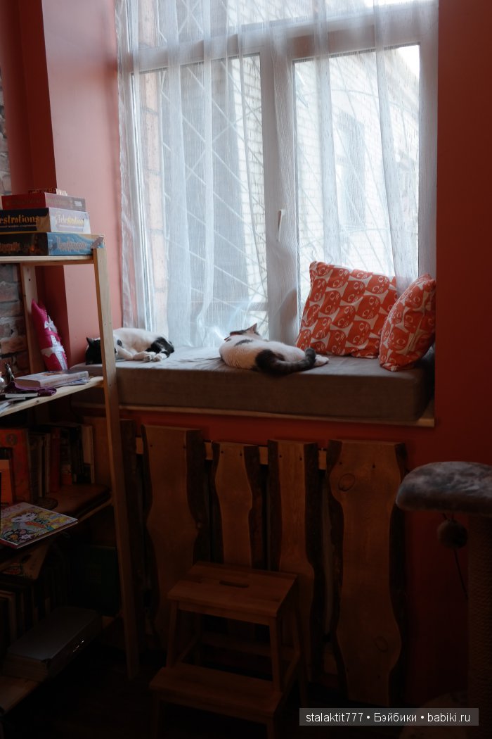 Котокафе "Murchim" — Интересное и необычное: фотоподборки