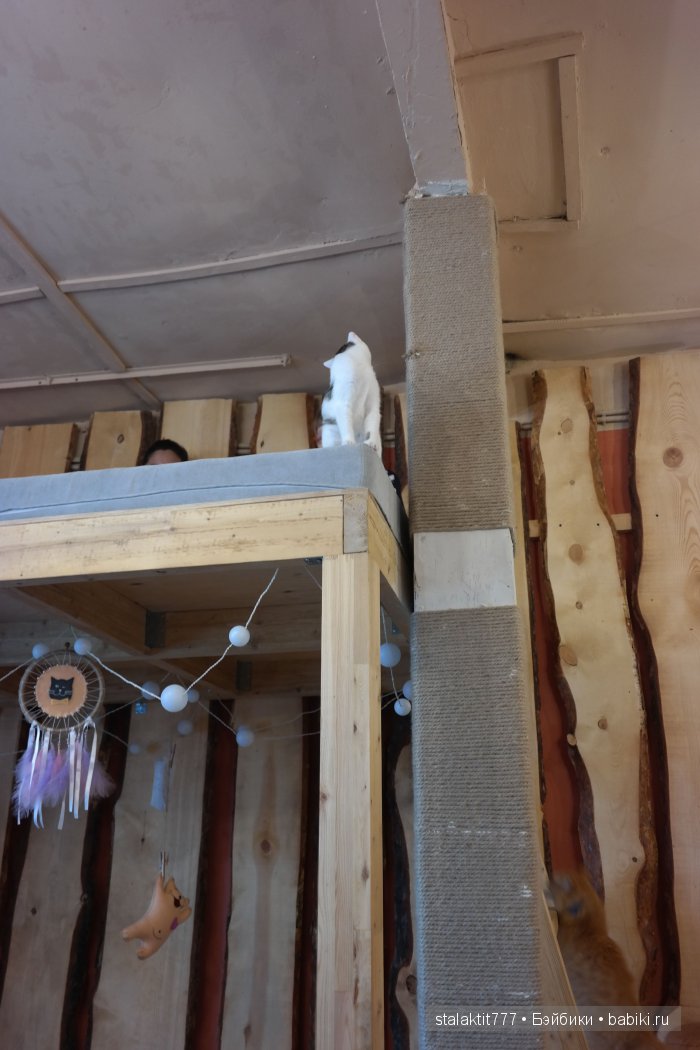 Котокафе "Murchim" — Интересное и необычное: фотоподборки