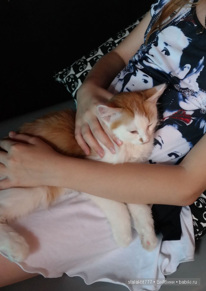Котокафе "Murchim" — Интересное и необычное: фотоподборки