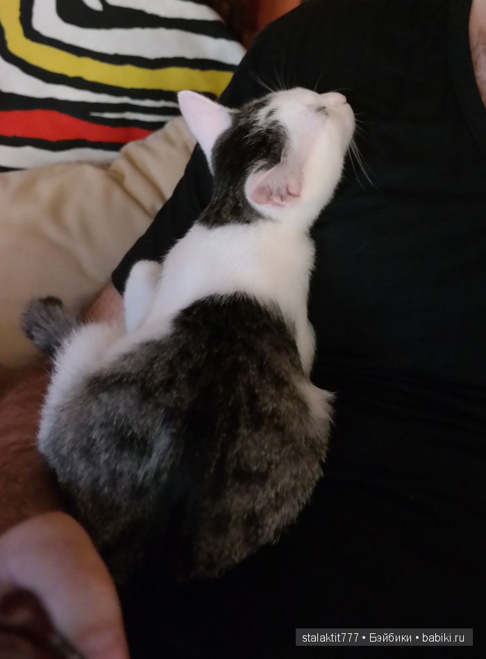 Котокафе "Murchim" — Интересное и необычное: фотоподборки