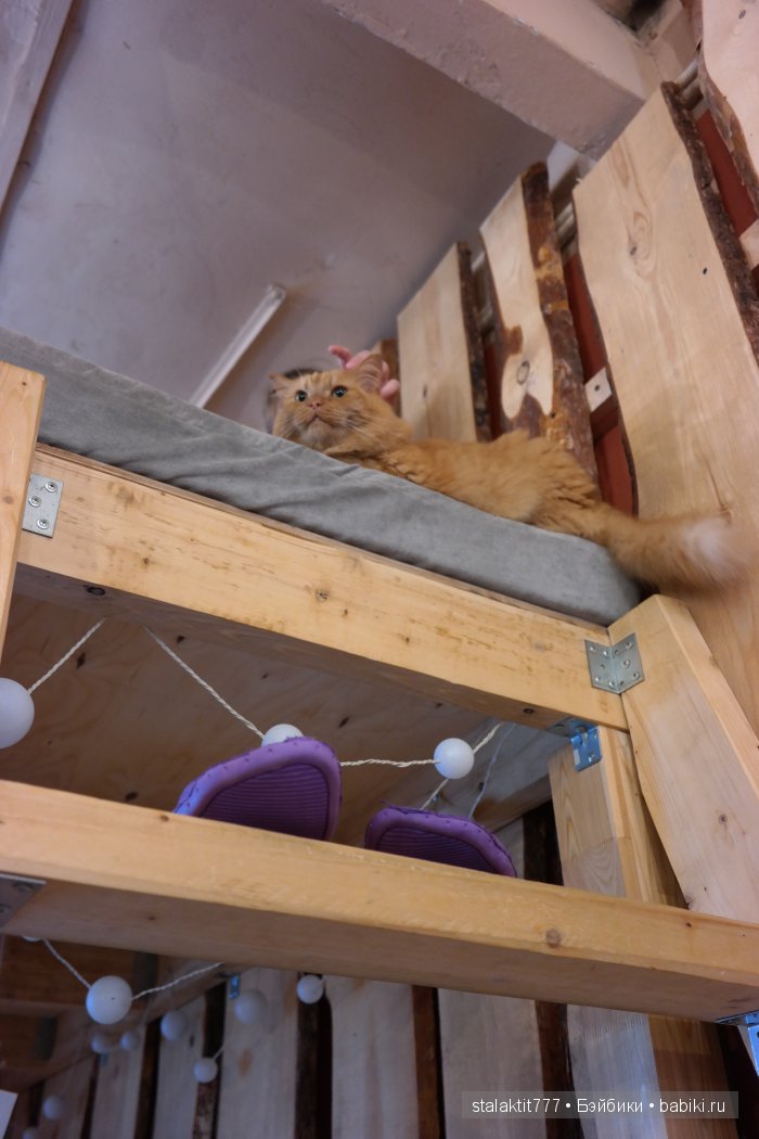Котокафе "Murchim" — Интересное и необычное: фотоподборки