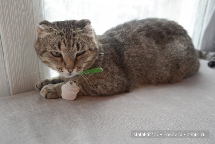 Котокафе "Murchim" — Интересное и необычное: фотоподборки