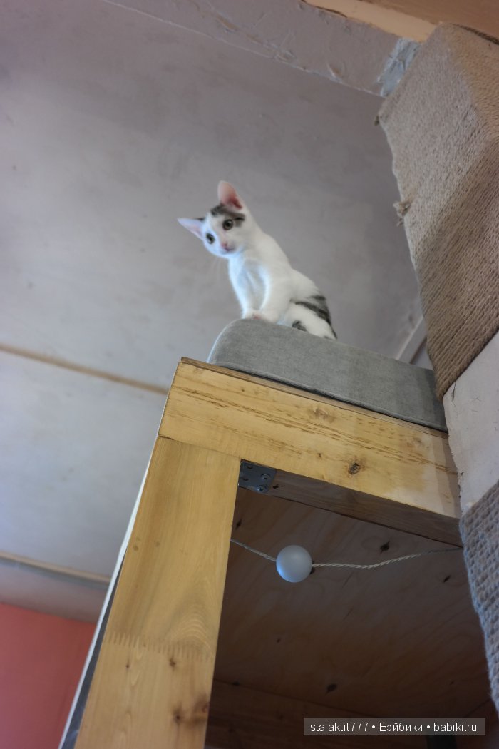 Котокафе "Murchim" — Интересное и необычное: фотоподборки