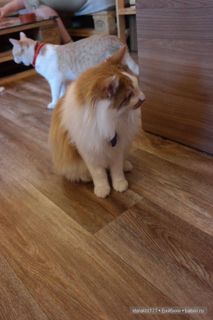 Котокафе "Murchim" — Интересное и необычное: фотоподборки