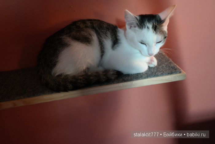 Котокафе "Murchim" — Интересное и необычное: фотоподборки