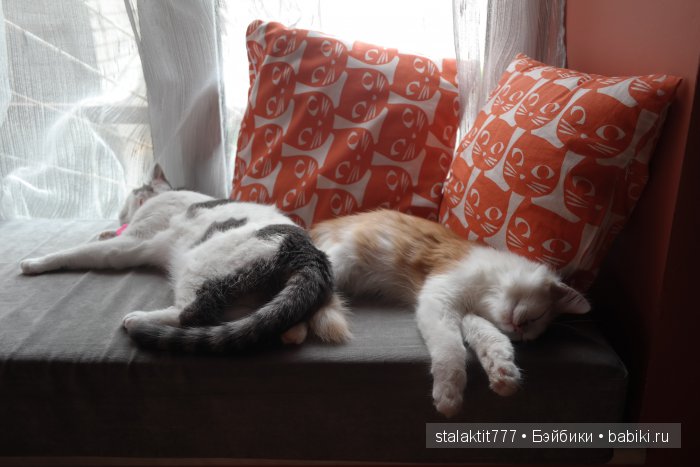 Котокафе "Murchim" — Интересное и необычное: фотоподборки