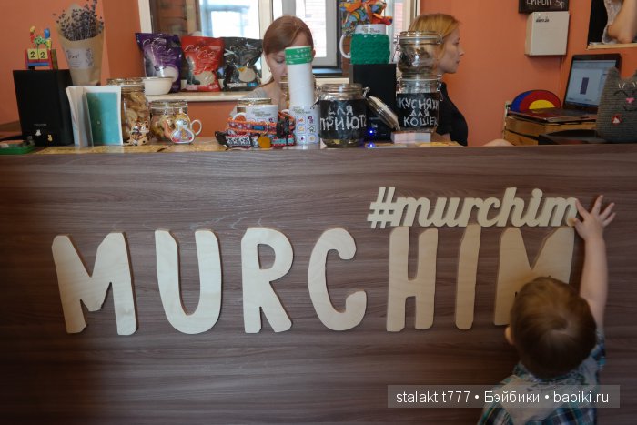 Котокафе "Murchim" — Интересное и необычное: фотоподборки