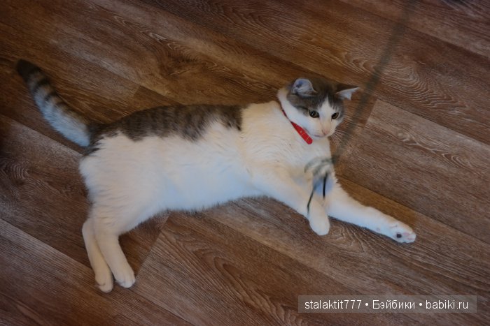 Котокафе "Murchim" — Интересное и необычное: фотоподборки