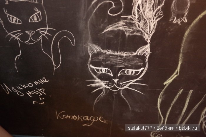 Котокафе "Murchim" — Интересное и необычное: фотоподборки