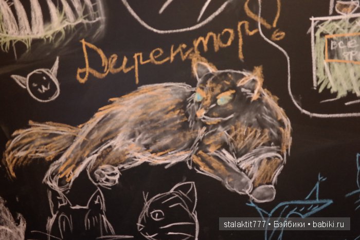 Котокафе "Murchim" — Интересное и необычное: фотоподборки