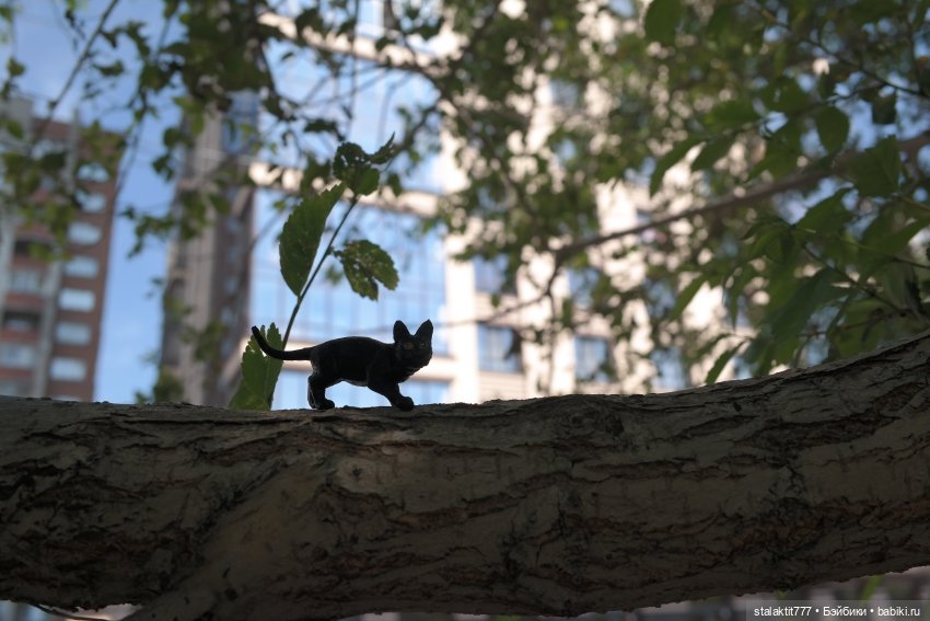 Лиза. Пока сложно — Куклы 5stardoll (5стар): китайские BJD