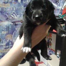 Новосибирск,  кому нужен друг?!