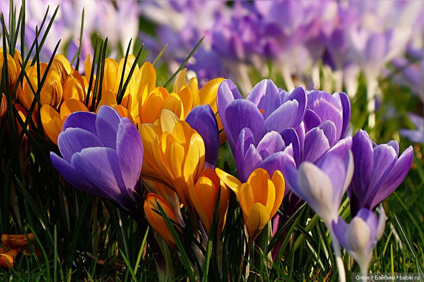 Цвет весны — Куклы Ruby Red (Руби Ред) Fashion Friends: Siblies