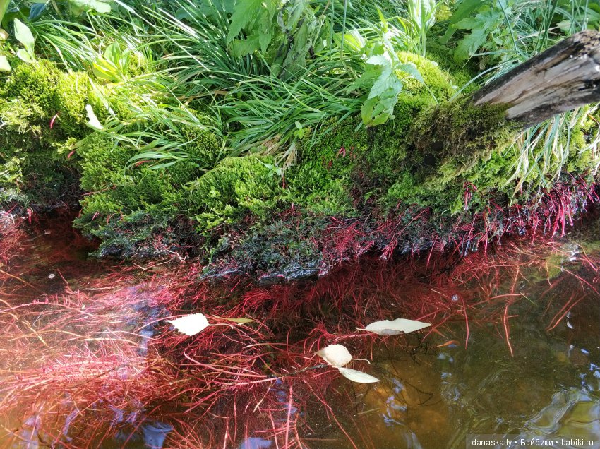 Как Сашка рыбачить в море ходил, а стал пиратом. Лето в деревне с минуш (фото 10)