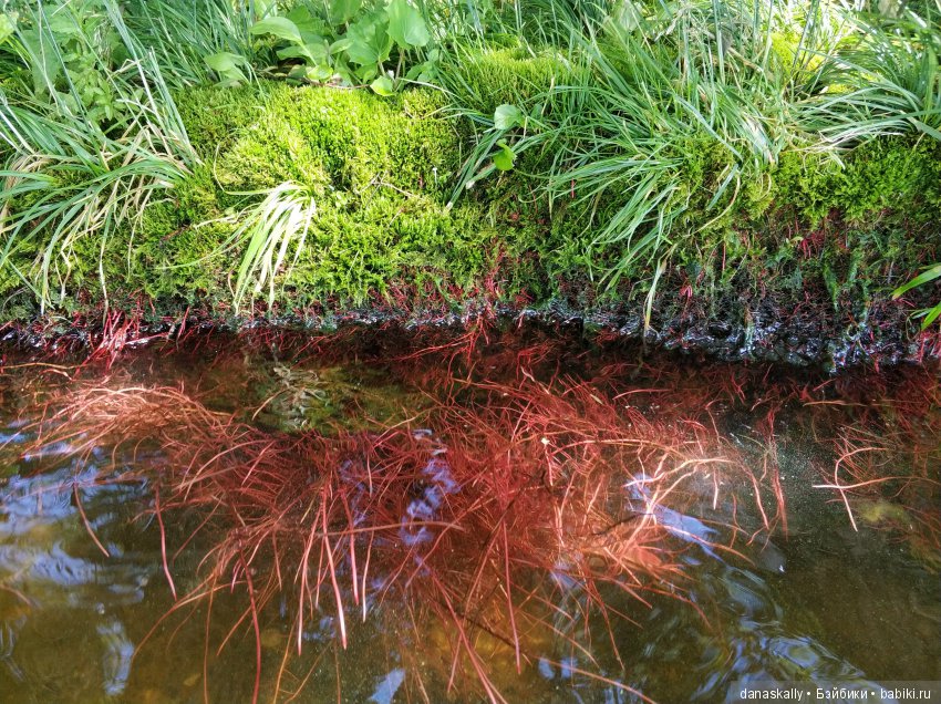Как Сашка рыбачить в море ходил, а стал пиратом. Лето в деревне с минуш