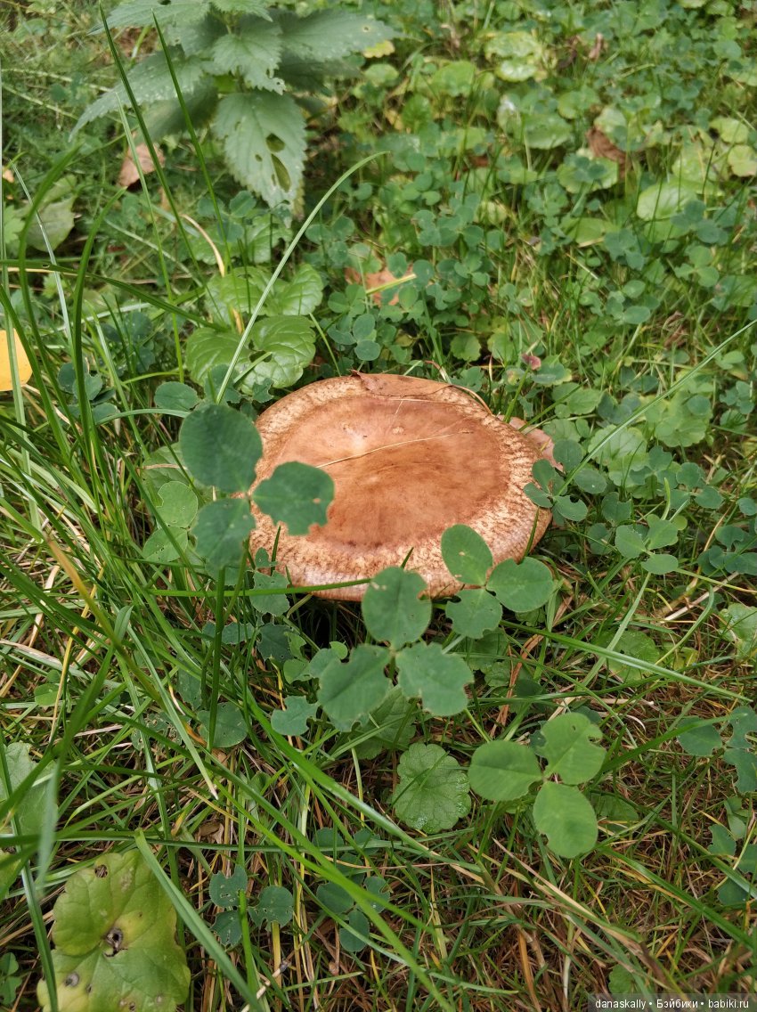 Azalea и лестница. Zwergnase в деревне