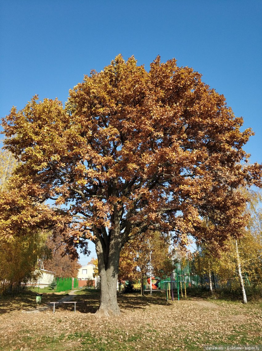 Еще одна Azalea . Их две на одной лестнице. Умопомрачительные Zwergnase