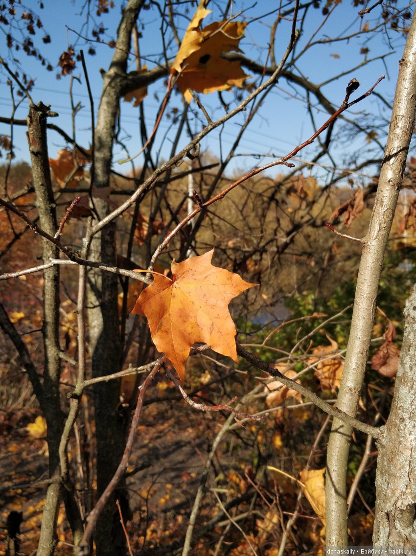 Еще одна Azalea . Их две на одной лестнице. Умопомрачительные Zwergnase