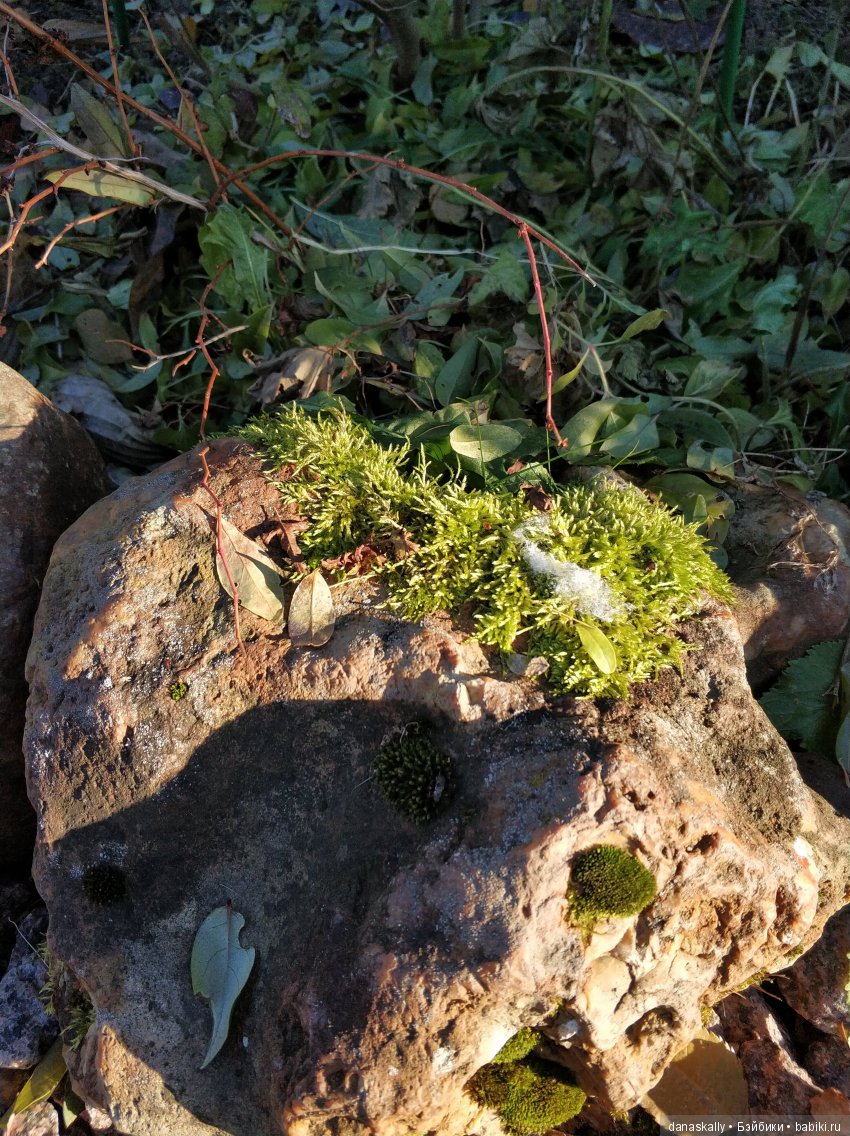 Интересные, необычные фотографии природы. Мир глазами жителя страны Бейбики (фото 8)