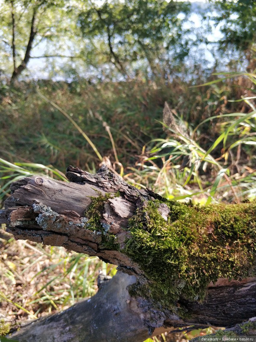 Интересные, необычные фотографии природы. Мир глазами жителя страны Бейбики (фото 6)