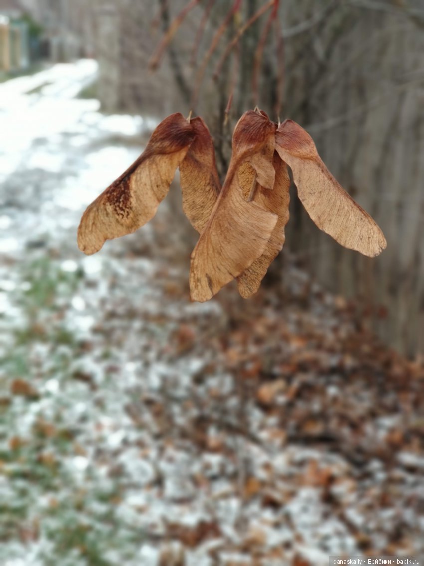 Интересные, необычные фотографии природы. Мир глазами жителя страны Бейбики (фото 2)