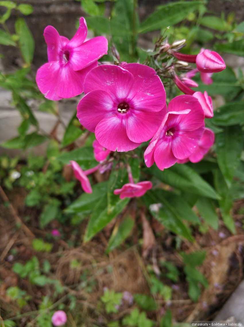 В нашем саду живут гномы! Улыбнитесь вместе с нами. Magic Baby, Lamagik (фото 2)