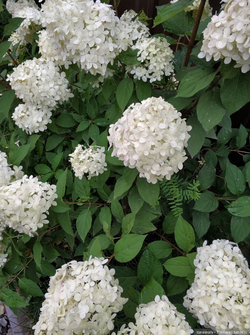 В нашем саду живут гномы! Улыбнитесь вместе с нами. Magic Baby, Lamagik