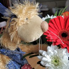 Giuletta от Zwergnase в  деревне. Сашкин букет к 8-му марта. Странное дело