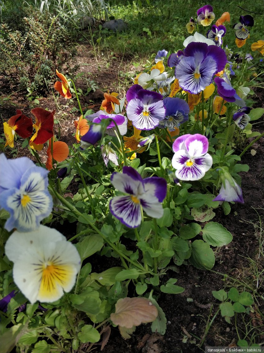 Чудо с глазами. Miggi от Zwergnase. Знакомство