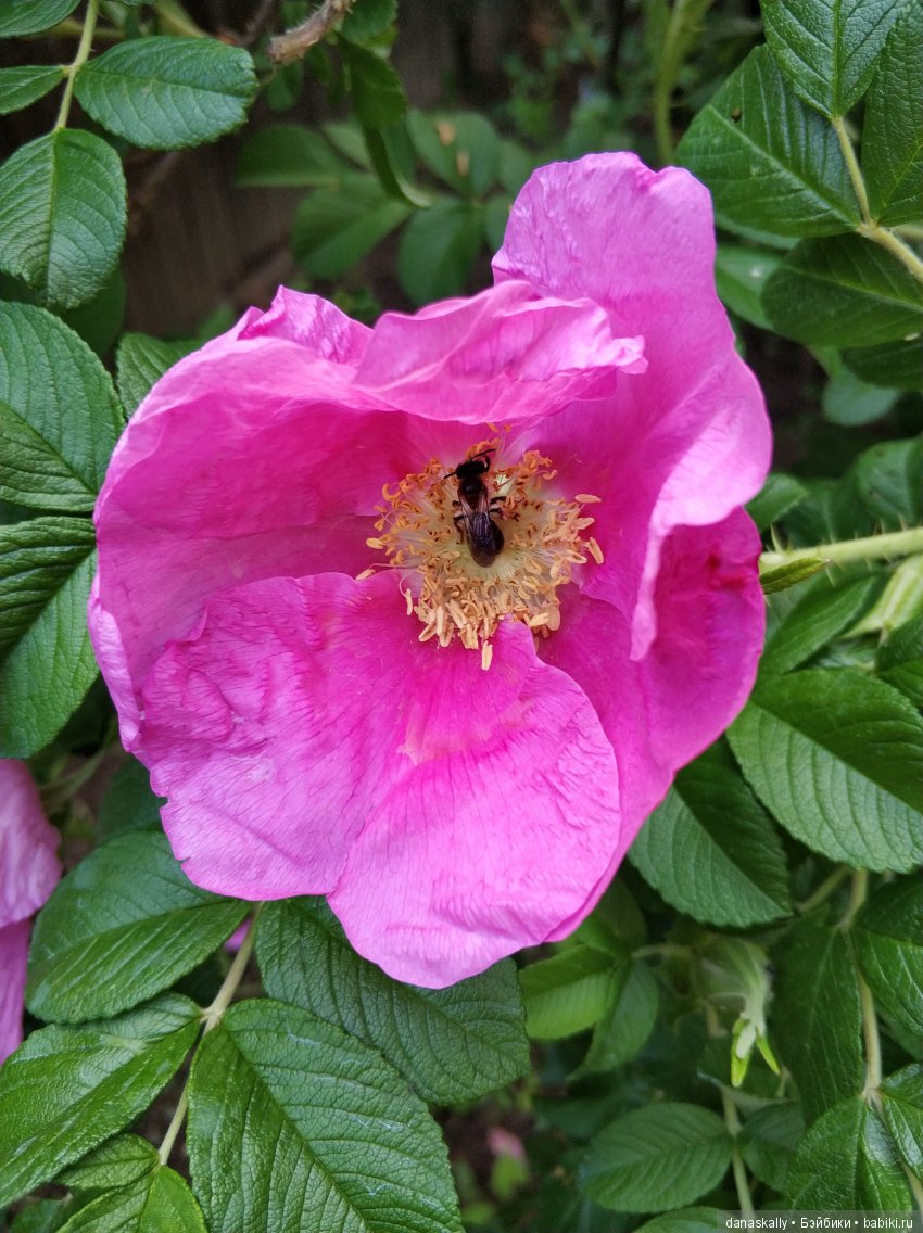 Джульетта в ожидании весны. Кошки от Zwergnase в нашей деревне (фото 8)