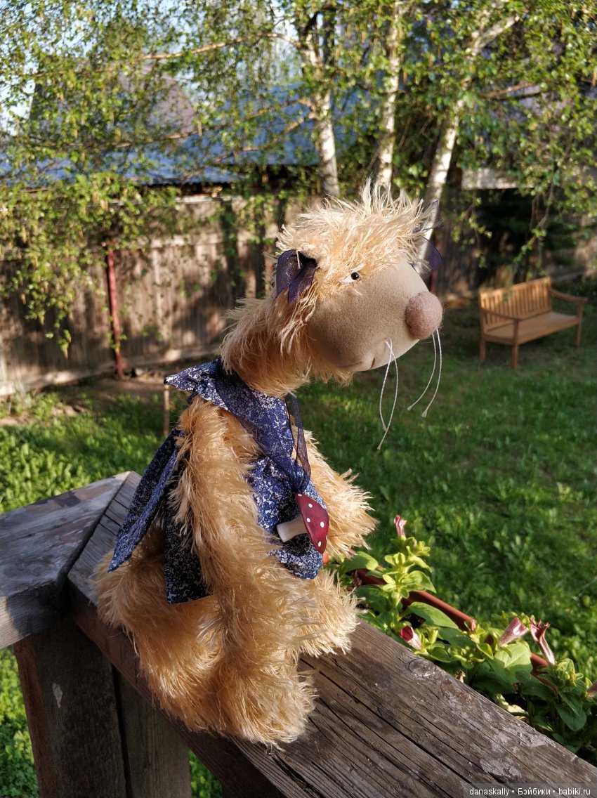 Джульетта в ожидании весны. Кошки от Zwergnase в нашей деревне (фото 6)