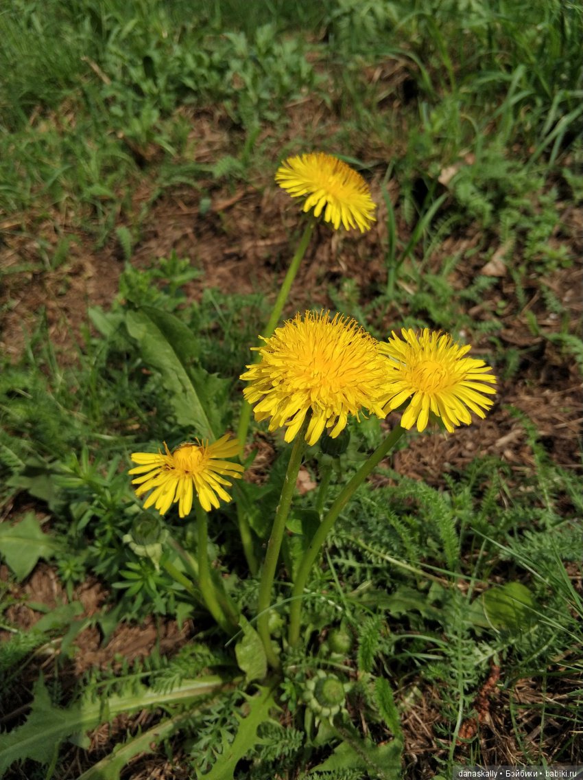 Наш Рыжий и рассада. Весенние хлопоты и приезд Бабушки | Бэйбики Наш Рыжий и рассада. Весенние хлопоты и приезд Бабушки (фото 2)